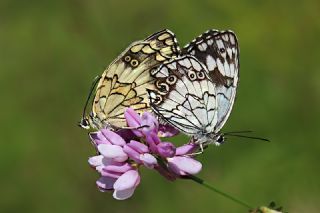 Kara Melike&nbsp;(Melanargia&nbsp;syriaca)