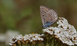 okgzl Hatay Mavisi (Polyommatus bollandi)