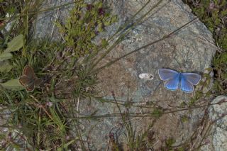 okgzl Hatay Mavisi (Polyommatus bollandi)