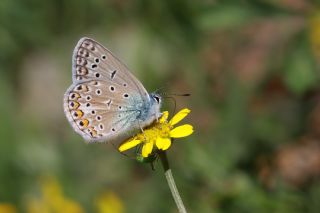okgzl Hatay Mavisi (Polyommatus bollandi)