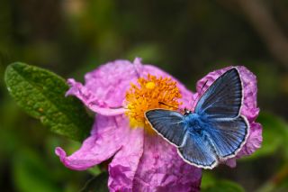 okgzl Hatay Mavisi (Polyommatus bollandi)