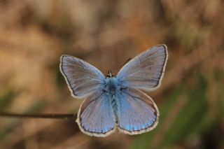 okgzl Hatay Mavisi (Polyommatus bollandi)