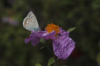 okgzl Hatay Mavisi (Polyommatus bollandi)