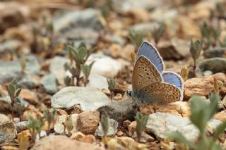 okgzl Hatay Mavisi (Polyommatus bollandi)