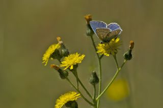 okgzl Hatay Mavisi (Polyommatus bollandi)