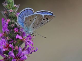 okgzl Damokles Mavisi (Polyommatus damocles)