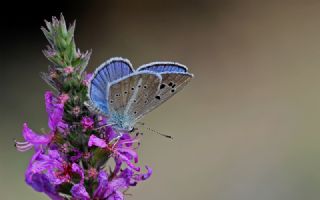 okgzl Damokles Mavisi (Polyommatus damocles)