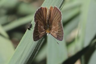 Dan�enko �okg�zl�s�&nbsp;(Polyommatus&nbsp;dantchenkoi)