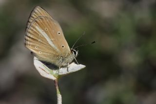 okgzl Demavend Esmeri (Polyommatus demavendi)