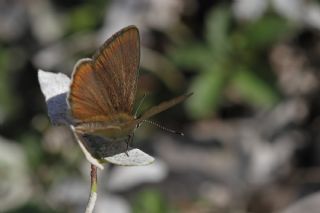 okgzl Demavend Esmeri (Polyommatus demavendi)