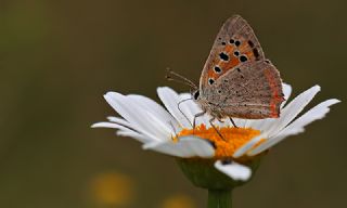 Benekli Bakr Gzeli (Lycaena phlaeas)