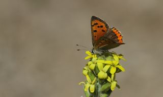 Benekli Bakr Gzeli (Lycaena phlaeas)
