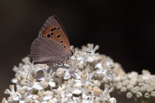 Benekli Bakr Gzeli (Lycaena phlaeas)