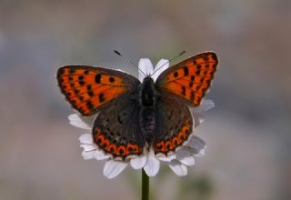 sli Bakr Gzeli (Lycaena tityrus)