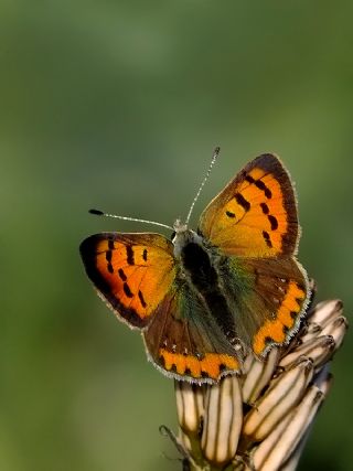 Benekli Bak�r G�zeli&nbsp;(Lycaena&nbsp;phlaeas)