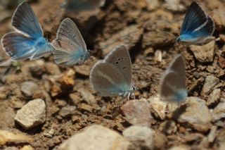 okgzl Vatan Mavisi (Polyommatus igisizilim)