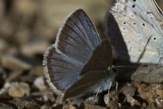 okgzl fikarmon (Polyommatus iphicarmon)