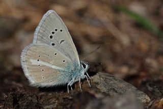 okgzl fikarmon (Polyommatus iphicarmon)