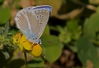 Mara Mavisi (Polyommatus maraschi)