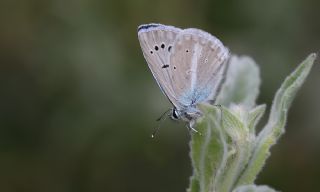 Mara Mavisi (Polyommatus maraschi)