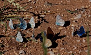 okgzl Ar Mavisi (Polyommatus vanensis)