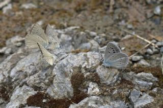 okgzl figenya (Polyommatus iphigenia)