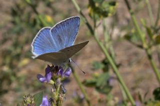 okgzl Teresya, Saimbeyli Mavisi (Polyommatus theresiae)