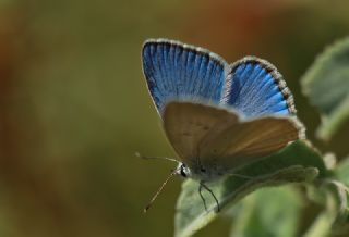 okgzl Teresya, Saimbeyli Mavisi (Polyommatus theresiae)
