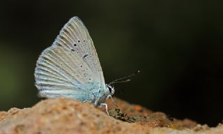 okgzl Teresya, Saimbeyli Mavisi (Polyommatus theresiae)