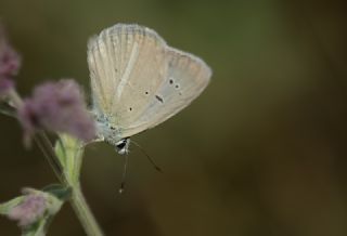 okgzl Teresya, Saimbeyli Mavisi (Polyommatus theresiae)