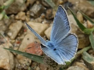 okgzl Teresya, Saimbeyli Mavisi (Polyommatus theresiae)