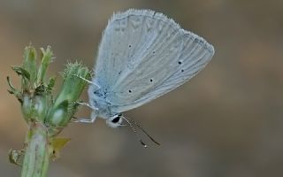 okgzl Teresya, Saimbeyli Mavisi (Polyommatus theresiae)