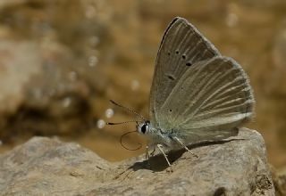 okgzl Teresya, Saimbeyli Mavisi (Polyommatus theresiae)