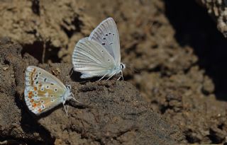 okgzl Teresya, Saimbeyli Mavisi (Polyommatus theresiae)