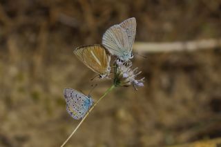 �okg�zl� Teresya, Saimbeyli Mavisi&nbsp;(Polyommatus&nbsp;theresiae)