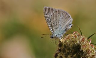 okgzl Teresya, Saimbeyli Mavisi (Polyommatus theresiae)