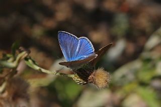 �okg�zl� Teresya, Saimbeyli Mavisi&nbsp;(Polyommatus&nbsp;theresiae)