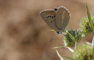 �okg�zl� Teresya, Saimbeyli Mavisi&nbsp;(Polyommatus&nbsp;theresiae)