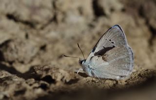 okgzl Teresya, Saimbeyli Mavisi (Polyommatus theresiae)