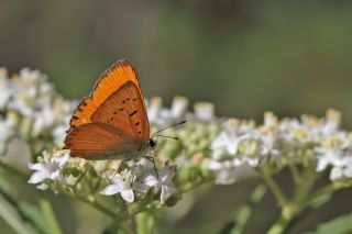 Orman Bakr Gzeli (Lycaena virgaureae)