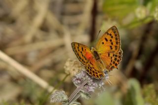 Orman Bakr Gzeli (Lycaena virgaureae)