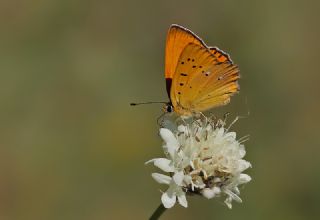 Orman Bakr Gzeli (Lycaena virgaureae)