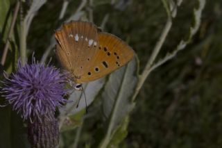 Orman Bakr Gzeli (Lycaena virgaureae)