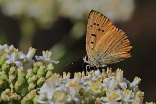 Orman Bakr Gzeli (Lycaena virgaureae)