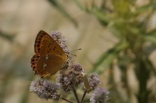 Orman Bakr Gzeli (Lycaena virgaureae)