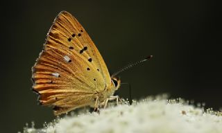 Orman Bakr Gzeli (Lycaena virgaureae)