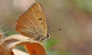Orman Bakr Gzeli (Lycaena virgaureae)