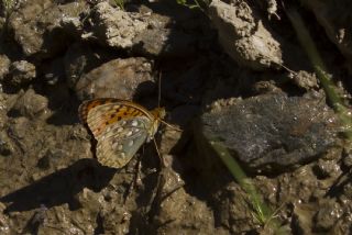 Gzel nci (Argynnis aglaja)