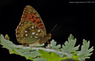 Gzel nci (Argynnis aglaja)
