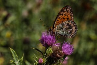 Gzel nci (Argynnis aglaja)